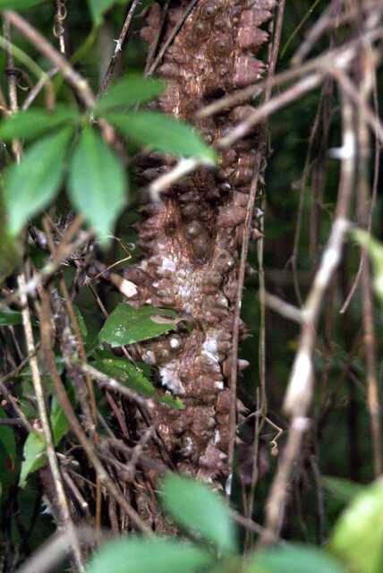 fi002745r.jpg