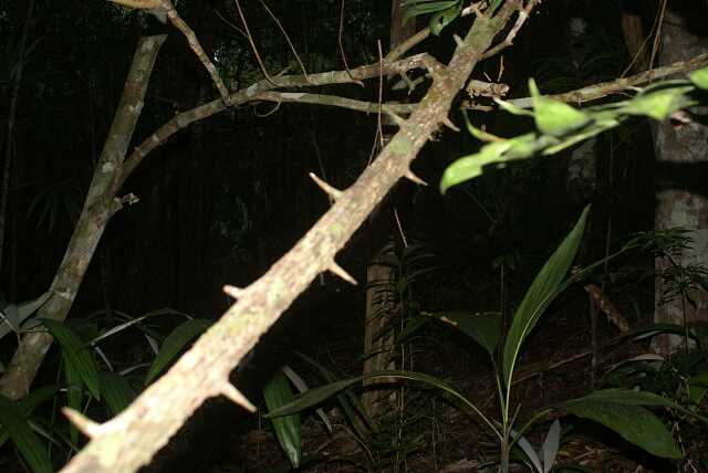 fi002750.jpg